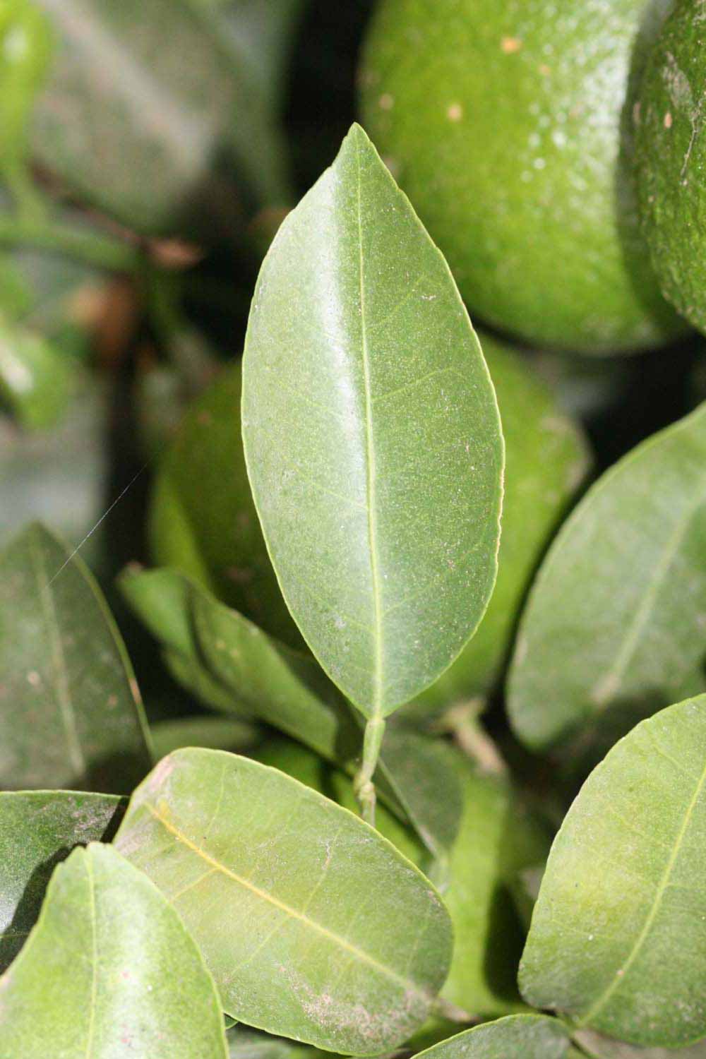              Unifoliolate leaf (Riverside, CA)       